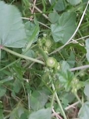 Malva parviflora