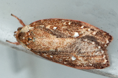 Euchaetis metallota