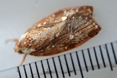 Euchaetis metallota