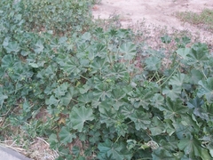 Malva parviflora