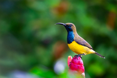 Olive-Backed Sunbird photo 1
