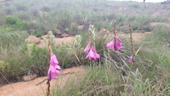 Dierama erectum