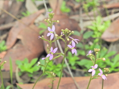 Stylidium debile, photograph (c) Scott W. Gavins, some rights reserved (CC BY)