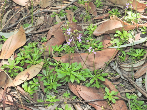 Stylidium debile, photograph 6