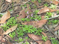 Stylidium debile, photograph (c) Scott W. Gavins, some rights reserved (CC BY)
