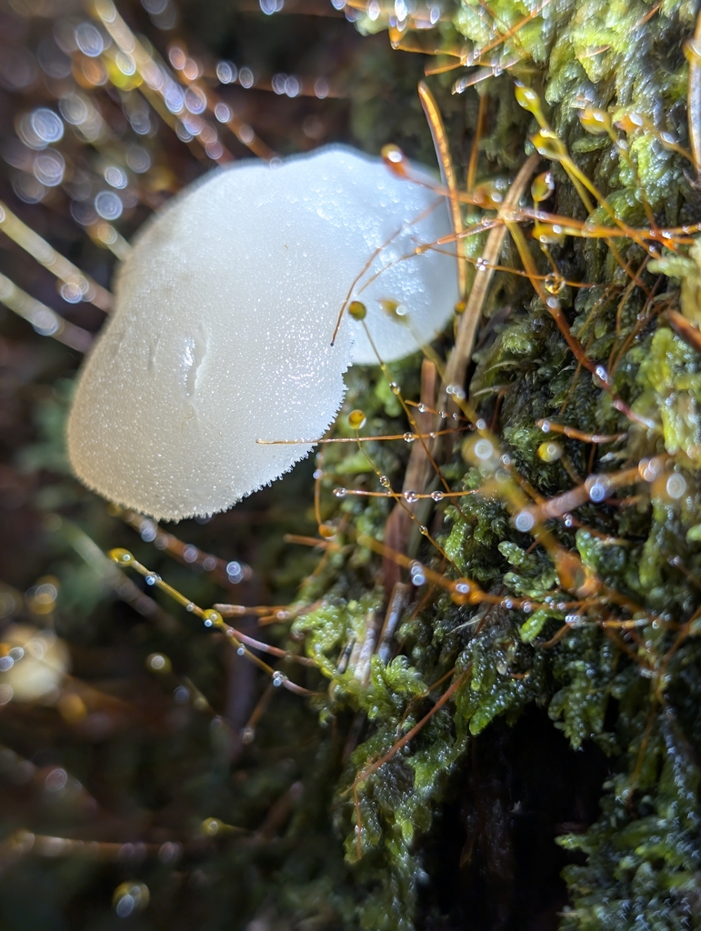 Pseudohydnum gelatinosum · December 2025 · photo: © moemeikle (iNaturalist, cc-by)