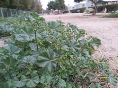 Malva parviflora