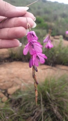 Dierama erectum