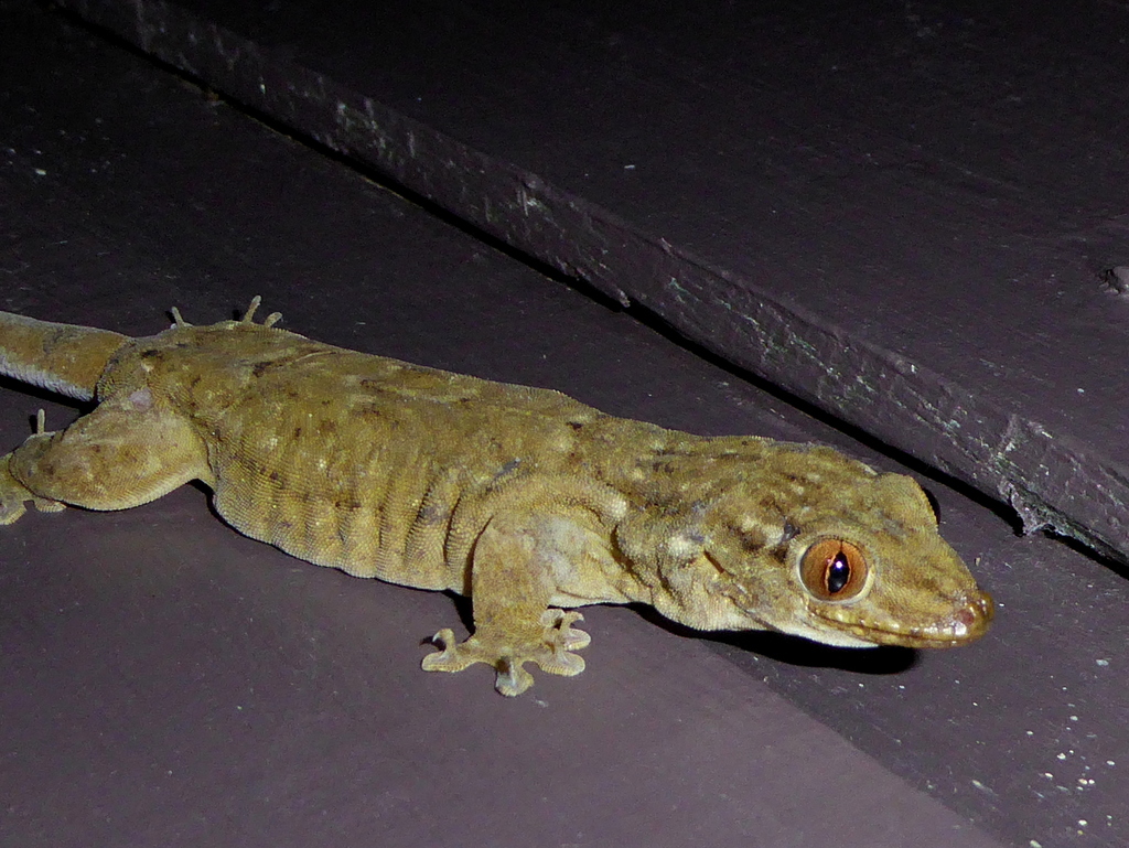Big Tree Gecko