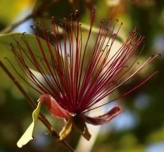 Capparis zeylanica