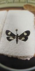 Anania luctualis
