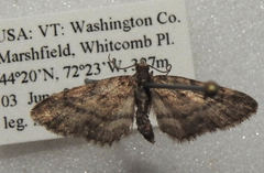 Eupithecia palpata