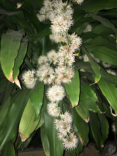 Dracaena fragrans