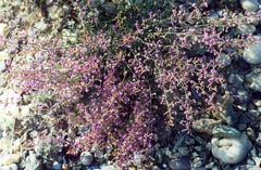 Astragalus tenuifolius