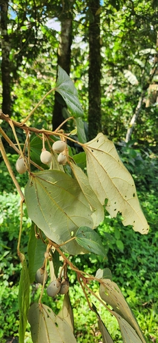 Hampea appendiculata