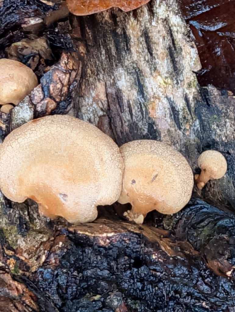 Panellus stipticus · December 2025 · photo: © pilmar (iNaturalist, cc0)