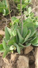 Senecio rhomboideus
