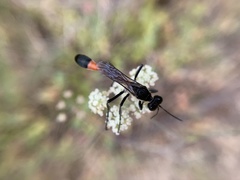 Ammophila sabulosa