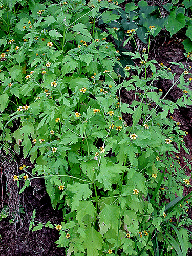 Lipochaeta remyi observed 2002-02-23