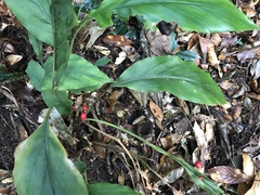 Alpinia japonica