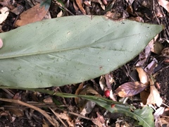 Alpinia japonica