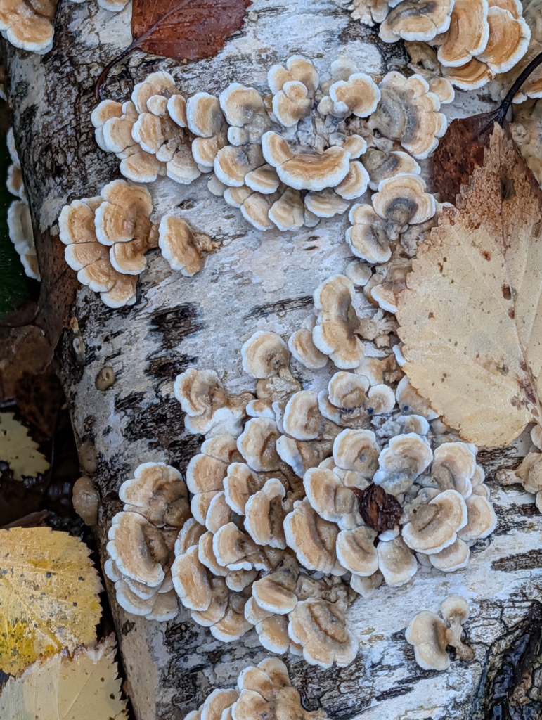 Plicatura crispa · December 2025 · photo: © pilmar (iNaturalist, cc0)