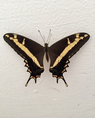 Heraclides andraemon