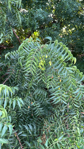 Azadirachta indica, 2025-12-04