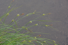 Carex appendiculata