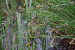 Carex appendiculata