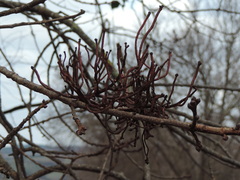 Loranthus europaeus