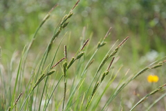 Carex appendiculata