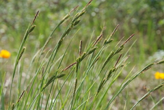 Carex appendiculata