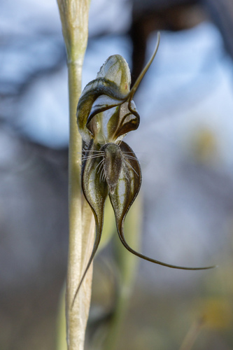 tall rustyhood (Pterostylis excelsa)