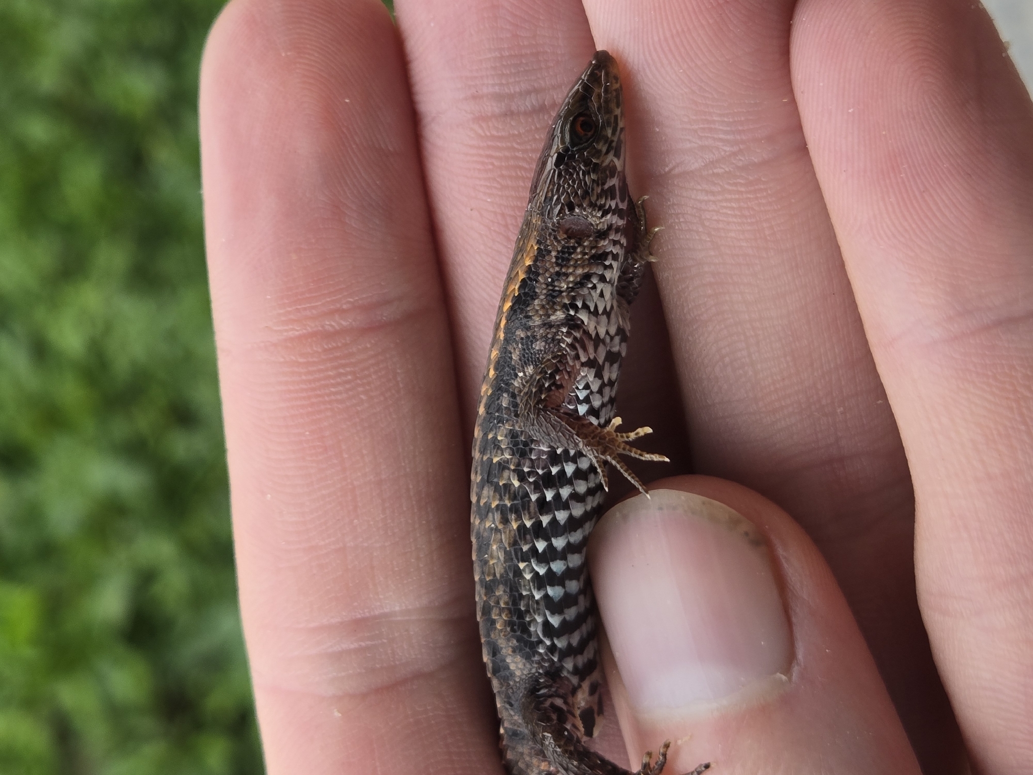 Alopoglossus atriventris Duellman, 1973