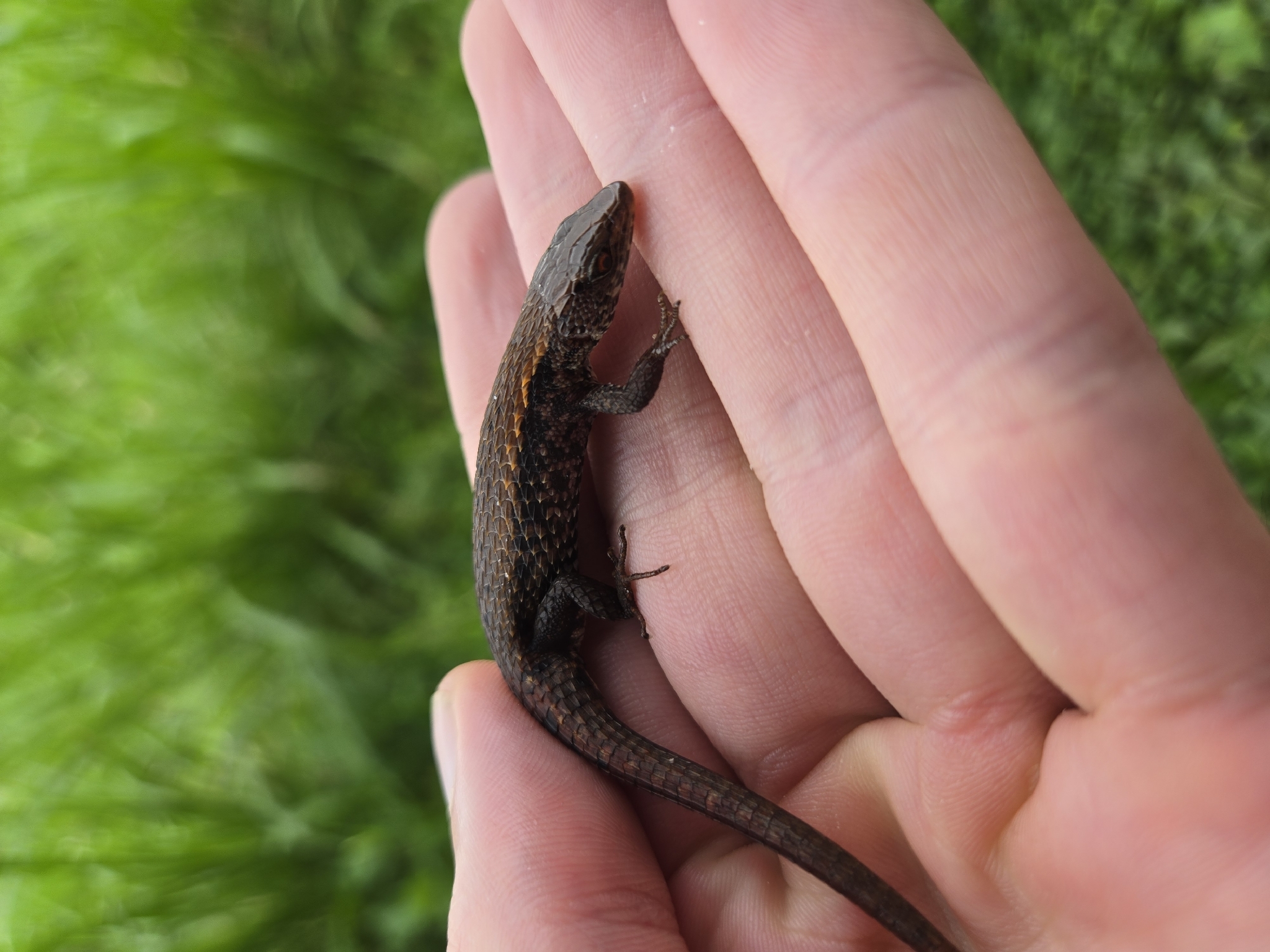 Alopoglossus atriventris Duellman, 1973