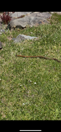 Tiger Snake sighting