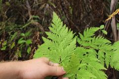 Loxsoma cunninghamii