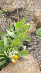 Senecio rhomboideus