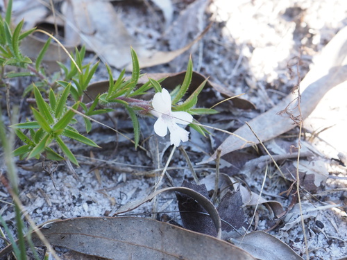 snakebush (Hemiandra pungens)