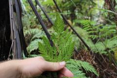 Loxsoma cunninghamii