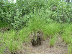 Carex appendiculata