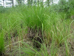 Carex appendiculata