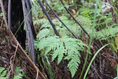 Loxsoma cunninghamii