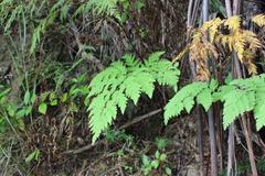 Loxsoma cunninghamii