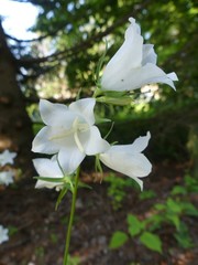 Campanula persicifolia