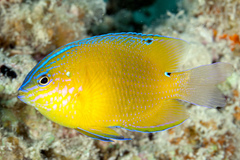 Threeline Damsel photo 4