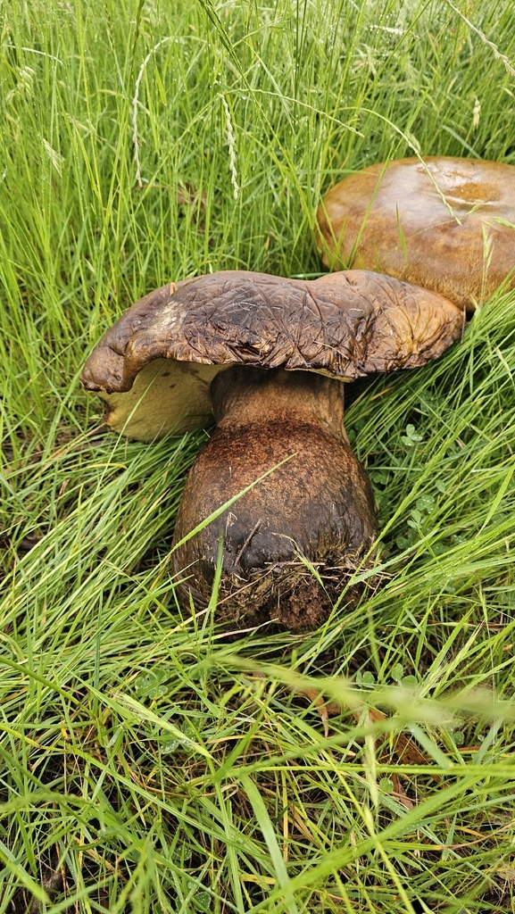 Phlebopus marginatus · November 2025 · photo: © amarbharathy (iNaturalist, cc0)