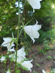 Campanula persicifolia