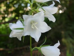 Campanula persicifolia